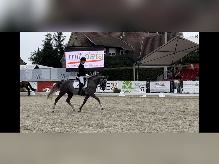 German Riding Pony Gelding 3 years 14,1 hh Gray in Lilienthal