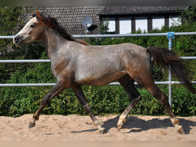 German Riding Pony Gelding 3 years 14,1 hh Gray in Eckersdorf