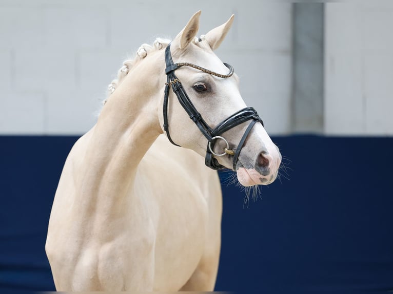 German Riding Pony Gelding 3 years 14.1 hh Palomino in Marsberg
