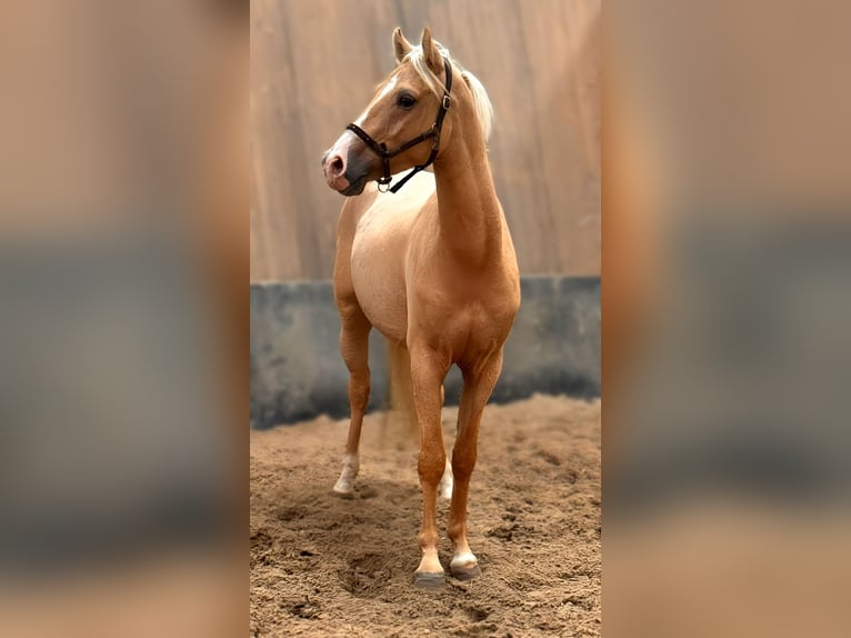 German Riding Pony Gelding 3 years 14,1 hh Palomino in Wegeleben