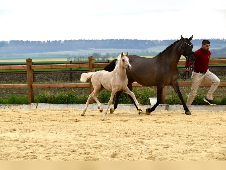 German Riding Pony Gelding 3 years 14,1 hh Palomino in Wegeleben