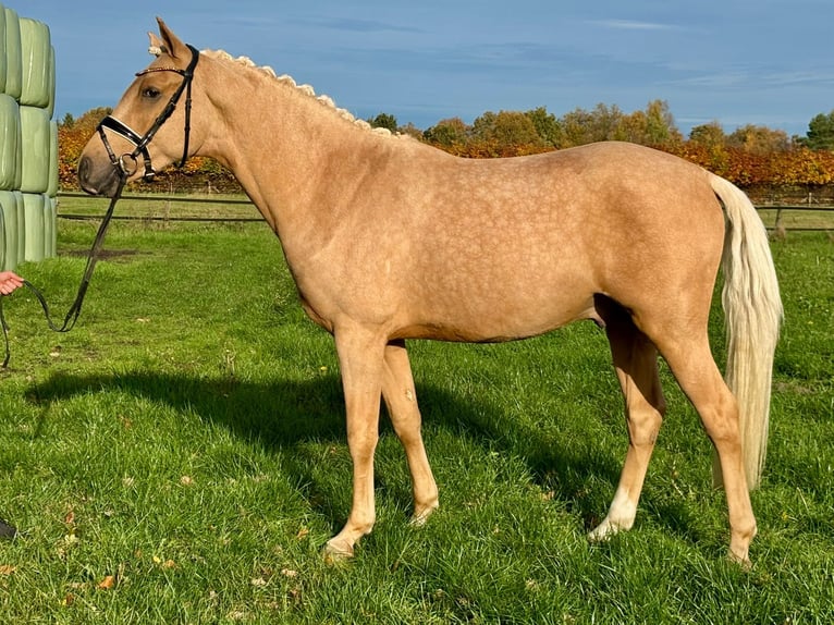 German Riding Pony Gelding 3 years 14.1 hh Palomino in Großenkneten