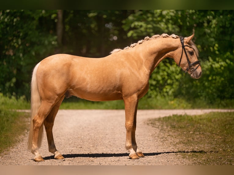 German Riding Pony Gelding 3 years 14.1 hh Palomino in Wehringen