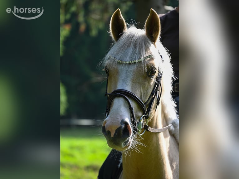 German Riding Pony Gelding 3 years 14.1 hh Palomino in Lentföhrden