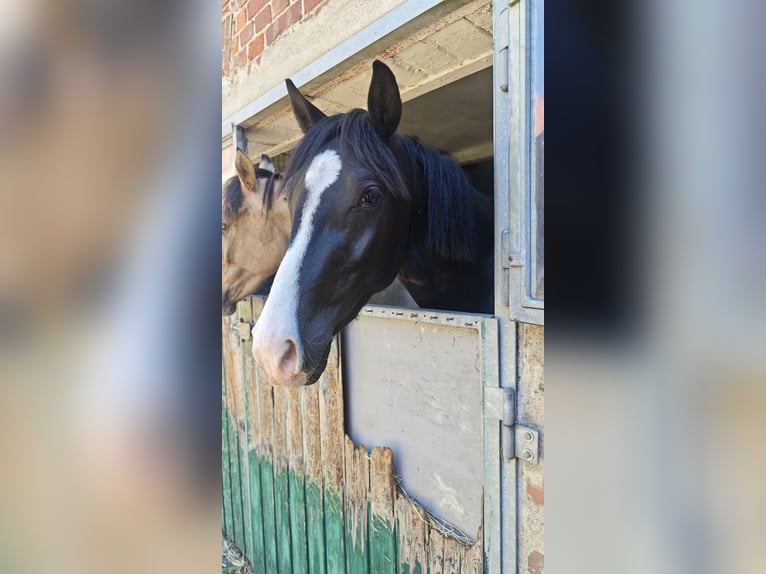 German Riding Pony Gelding 3 years 14.2 hh Black in Leps