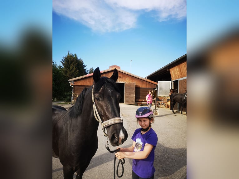 German Riding Pony Gelding 3 years 14,2 hh Black in Berngau