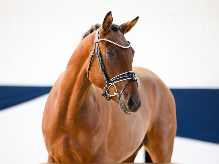 German Riding Pony Gelding 3 years 14,2 hh Brown in Marsberg