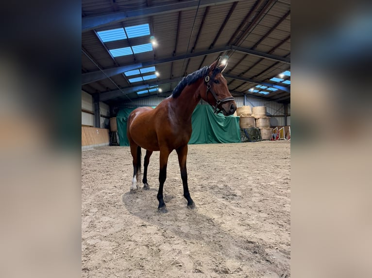 German Riding Pony Gelding 3 years 14.2 hh Brown in Süstedt