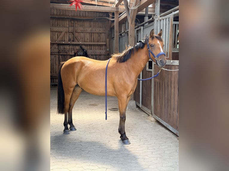 German Riding Pony Mix Gelding 3 years 14.2 hh Brown in Loxstedt