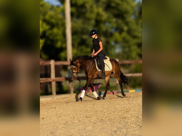 German Riding Pony Gelding 3 years 14.2 hh Buckskin in Bergheim