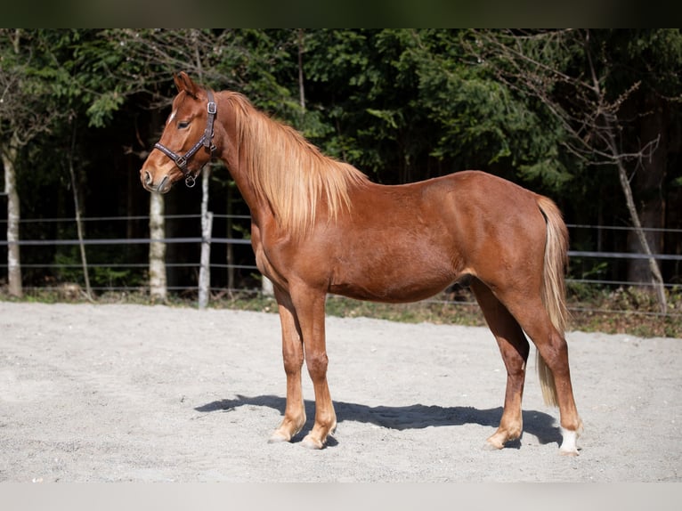 German Riding Pony Gelding 3 years 14.2 hh Chestnut-Red in Heimenkirch