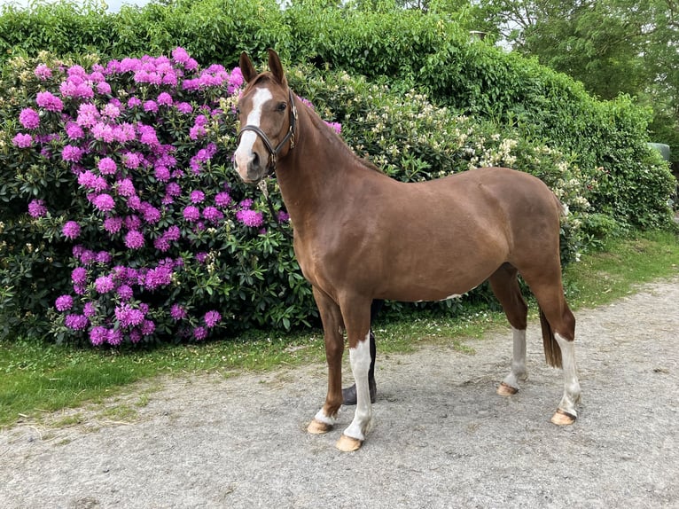 German Riding Pony Gelding 3 years 14,2 hh Chestnut-Red in Großheide