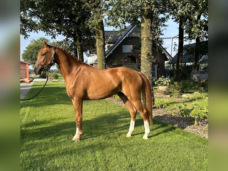 German Riding Pony Gelding 3 years 14,2 hh Chestnut-Red in Emlichheim