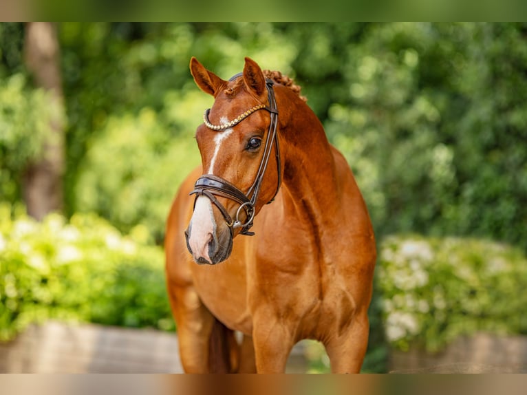 German Riding Pony Gelding 3 years 14.2 hh Chestnut-Red in Stuhr