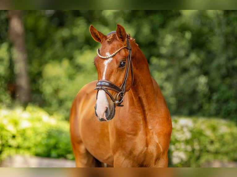 German Riding Pony Gelding 3 years 14.2 hh Chestnut-Red in Stuhr