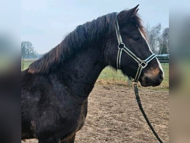 German Riding Pony Gelding 3 years 14.2 hh  in Hittbergen