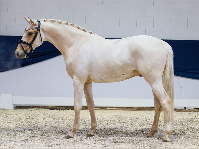 German Riding Pony Gelding 3 years 14,2 hh Palomino in Marsberg