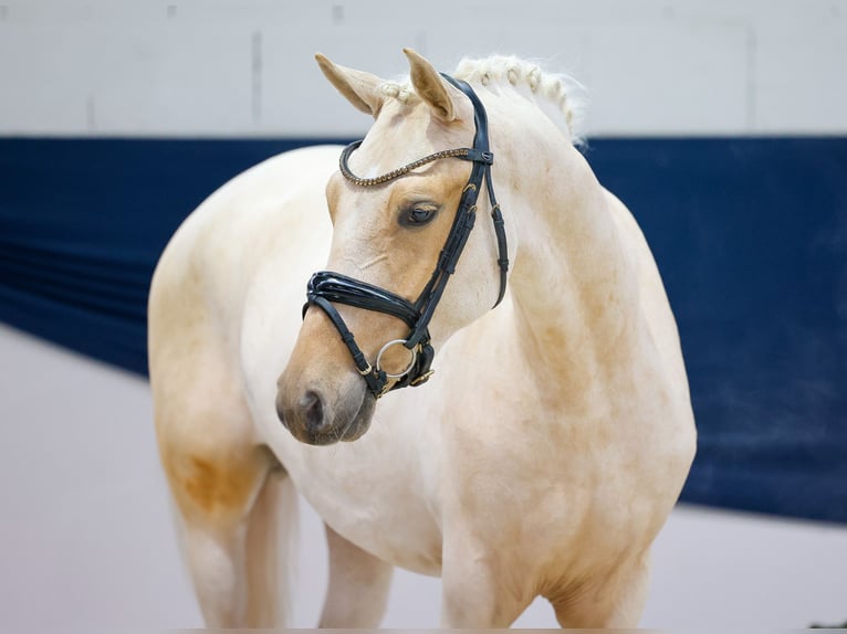 German Riding Pony Gelding 3 years 14,2 hh Palomino in Marsberg