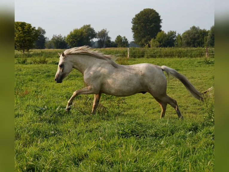 German Riding Pony Gelding 3 years 14,2 hh Palomino in Neustadt-Glewe