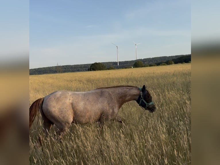 German Riding Pony Gelding 3 years 14.2 hh Roan-Red in Wadern
