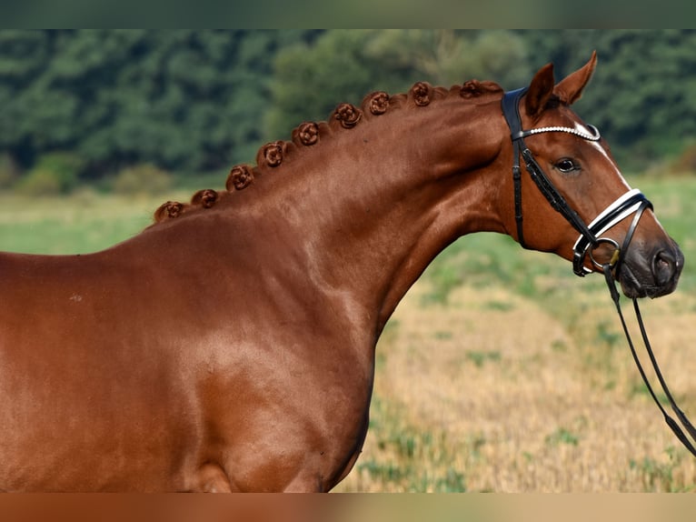 German Riding Pony Gelding 3 years 14,3 hh Chestnut-Red in Klötze