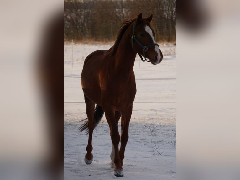 German Riding Pony Gelding 3 years 14.3 hh Chestnut-Red in Dersekow