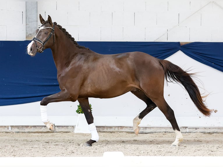 German Riding Pony Gelding 3 years 14.3 hh Dun in Marsberg