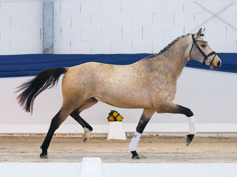 German Riding Pony Gelding 3 years 14.3 hh Dun in Marsberg