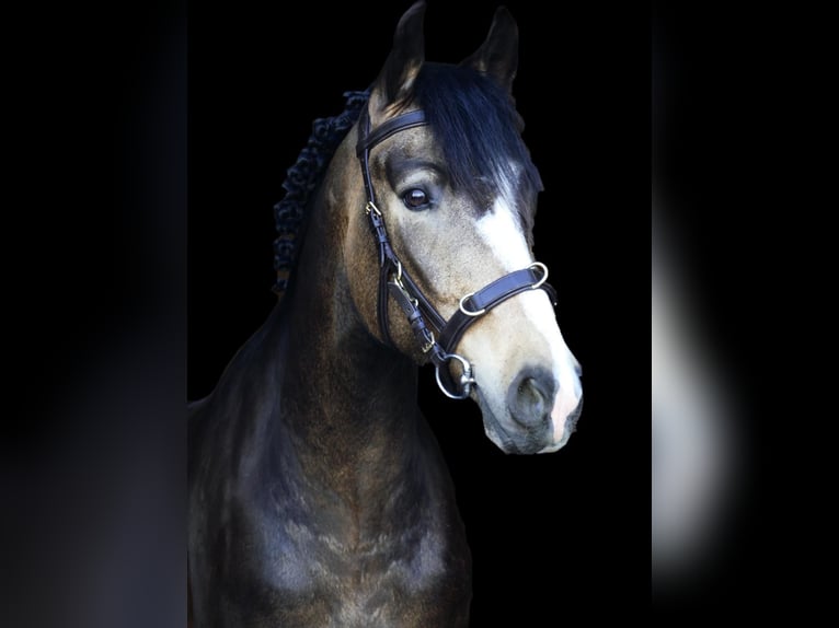 German Riding Pony Gelding 3 years 14,3 hh Dun in Landsberg