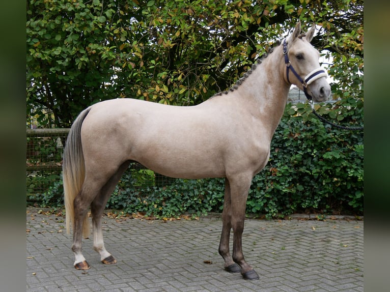 German Riding Pony Gelding 3 years 14,3 hh in Dorsten