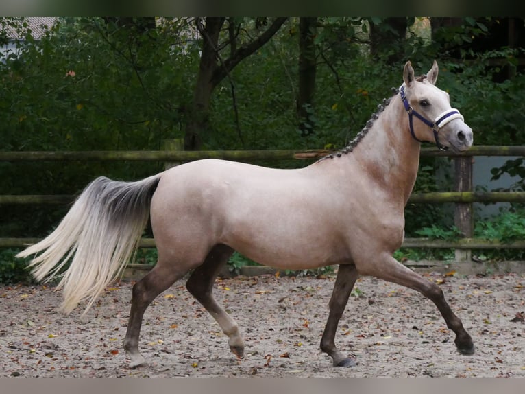 German Riding Pony Gelding 3 years 14,3 hh in Dorsten