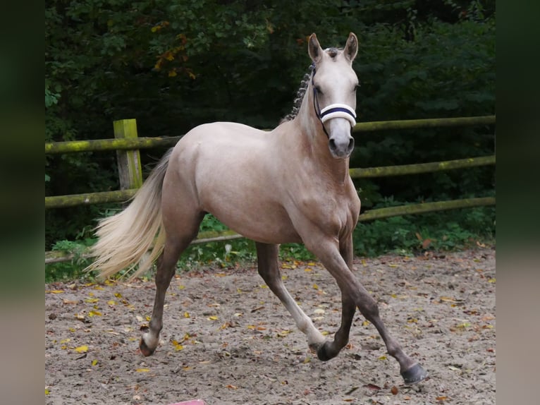 German Riding Pony Gelding 3 years 14,3 hh in Dorsten