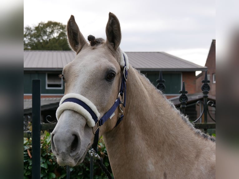 German Riding Pony Gelding 3 years 14,3 hh in Dorsten