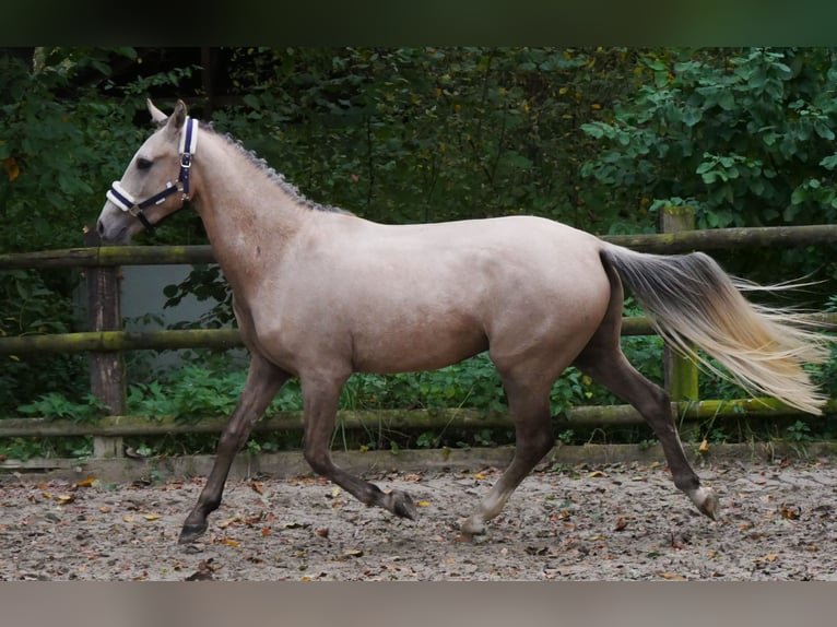 German Riding Pony Gelding 3 years 14,3 hh in Dorsten