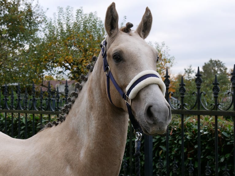 German Riding Pony Gelding 3 years 14,3 hh in Dorsten