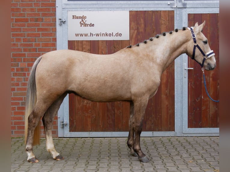 German Riding Pony Gelding 3 years 14,3 hh Palomino in Dorsten