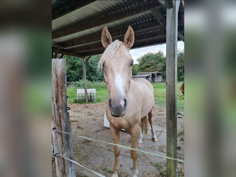 German Riding Pony Gelding 3 years 14,3 hh Palomino in Reinfeld (Holstein)