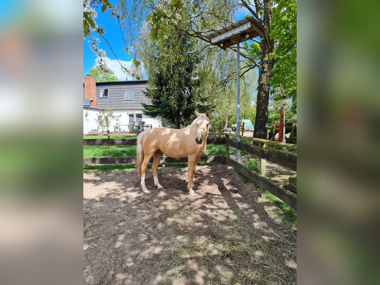 German Riding Pony Gelding 3 years 14,3 hh Palomino in Reinfeld (Holstein)