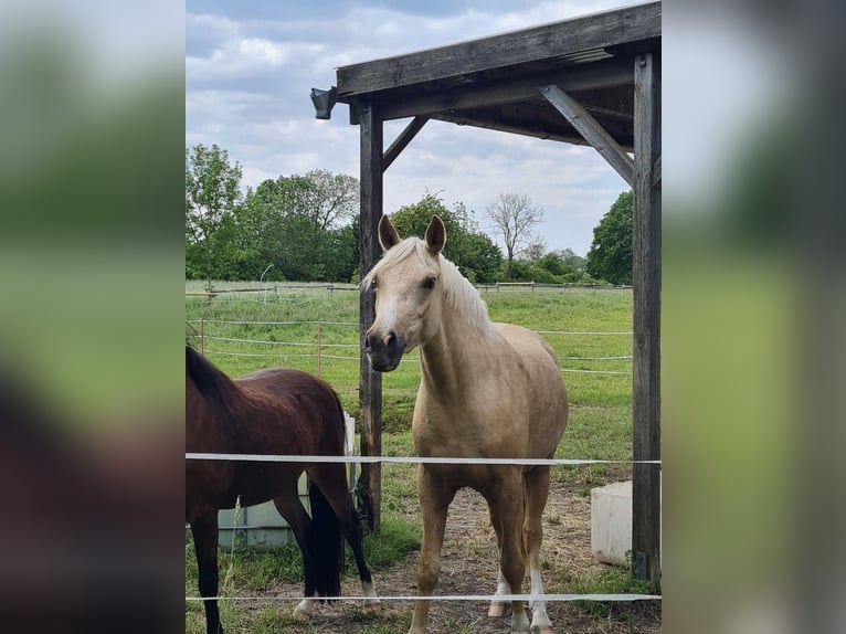 German Riding Pony Gelding 3 years 14,3 hh Palomino in Reinfeld (Holstein)