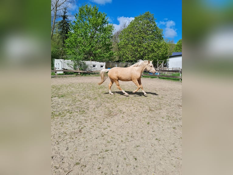 German Riding Pony Gelding 3 years 14,3 hh Palomino in Reinfeld (Holstein)