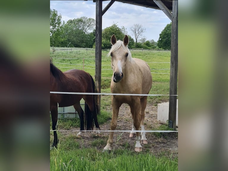 German Riding Pony Gelding 3 years 14,3 hh Palomino in Reinfeld (Holstein)