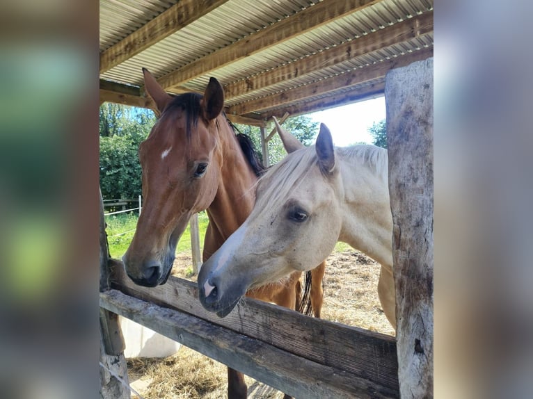 German Riding Pony Gelding 3 years 14,3 hh Palomino in Reinfeld (Holstein)