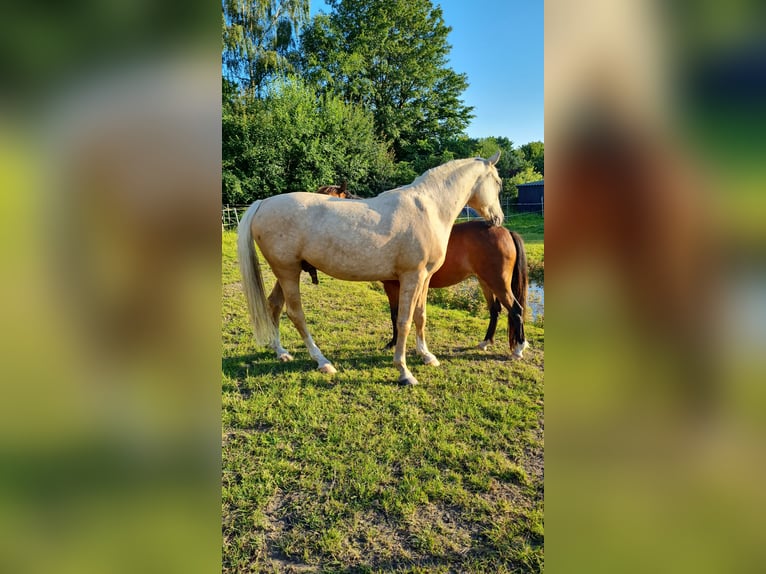 German Riding Pony Gelding 3 years 14,3 hh Palomino in Reinfeld (Holstein)