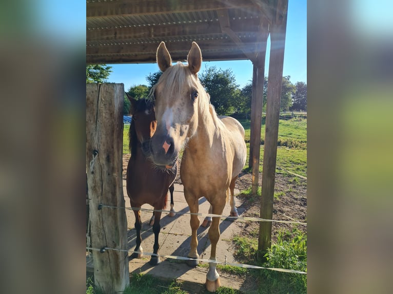 German Riding Pony Gelding 3 years 14,3 hh Palomino in Reinfeld (Holstein)