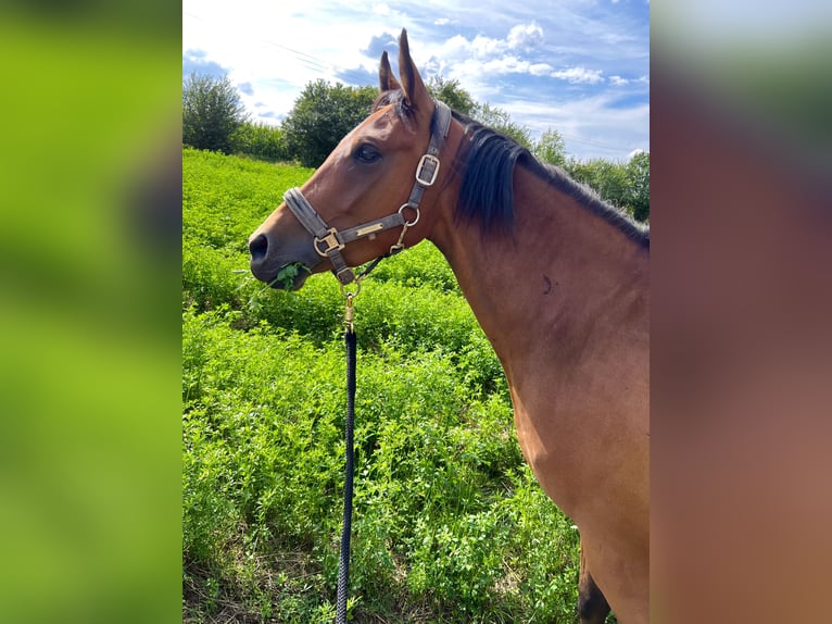 German Riding Pony Gelding 3 years 14 hh Bay in Schloßvippach