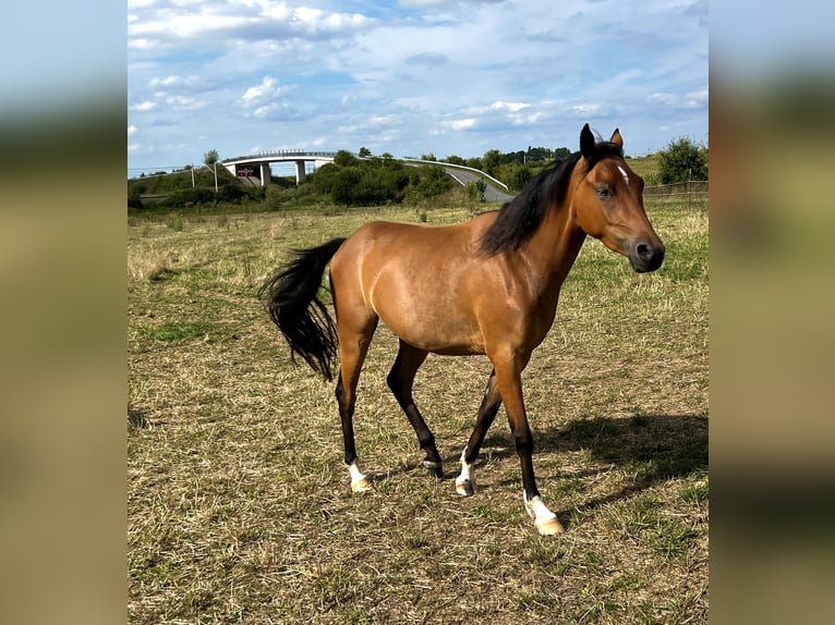 German Riding Pony Gelding 3 years 14 hh Bay in Schloßvippach