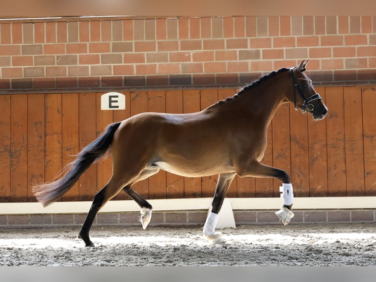 German Riding Pony Gelding 3 years 14 hh Brown in Cappeln
