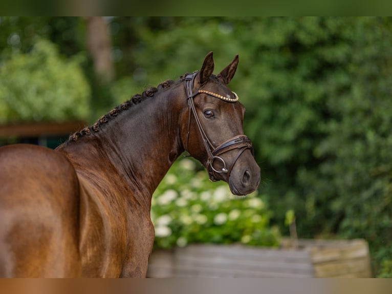 German Riding Pony Gelding 3 years 14 hh Buckskin in Stuhr
