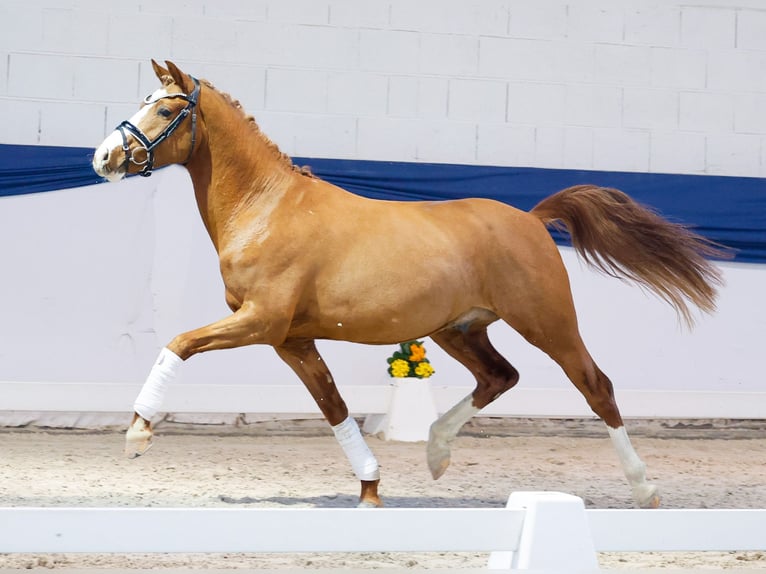 German Riding Pony Gelding 3 years 14 hh Chestnut-Red in Marsberg