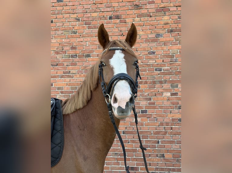 German Riding Pony Gelding 3 years 14 hh Chestnut-Red in Rietberg